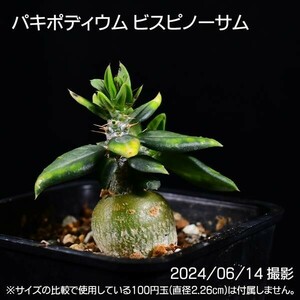 3A1 実生 パキポディウム ビスピノーサム コーデックス 塊根植物