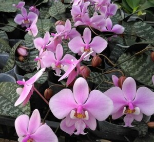 ◇◇洋蘭◇◇ Phal. schilleriana 