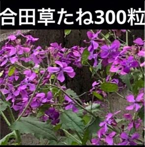 残り4セット　合田草　ルナリア　ゴウダソウ　大判草　種子8g（約300粒）