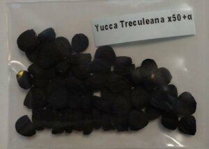ユッカ トレクレアーナ 種子 50粒+α Yucca Treculeana 50 seeds+α 種