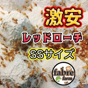 期間限定・SSサイズ 500匹＋30% (保証込み)激安レッドローチ 送料無料