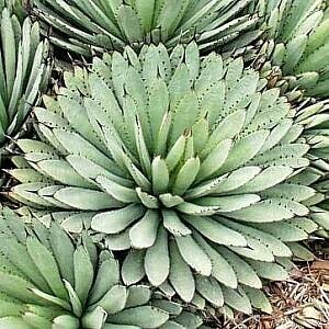 【種子】アガベ・マクロアカンサ　Agave macroacantha　種子10粒【送料無料】