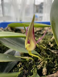 洋蘭　原種　バルボフィラム　bulbophyllum gjellerupii