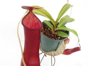 N.gracillis red 3.5号【現品限り】ネペンテス 食虫植物_17213