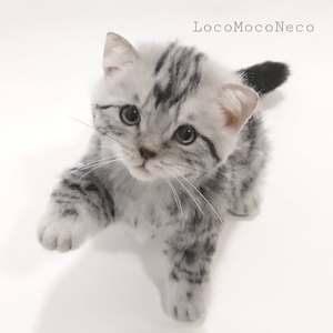 LocoMocoNeco 羊毛フェルト 猫 アメショ子猫 (シルバータビー) ハンドメイド リアル ドール インテリア まねき猫 ろこもこねこ