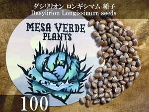 ダシリリオン ロンギシマム 種子 100粒+α Dasylirion Longissimum 100 seeds+α 種