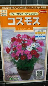 ３袋セット コスモス ドワーフ わい性 秋桜 種 郵便は送料無料