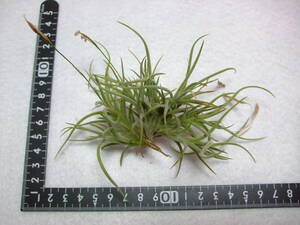 バンデンシス Tillandsia チランジア エアプランツ エアープランツ F