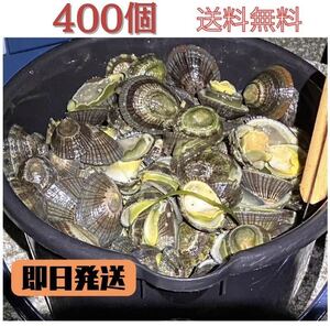 【送料無料】冷凍マツバ貝400個　石鯛　イシガキダイ　黒鯛　釣り餌　ジンガサ　カサガイ