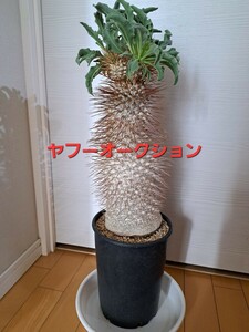 ①パキポディウム ナマクアナム Pachypodium namaquanum 光堂 接木【検】パキポディウム グラキリス ケラリア ピグマエア パキプス