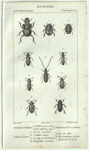 1816年 銅版画 Turpin 自然科学辞典 昆虫学 甲虫類 センチコガネ科 エンマムシ科 カツオブシムシ科 ゾウムシ科など10種 博物画