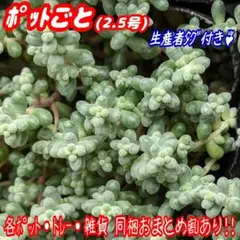 レア❤【ポットごと】そよ風の天使 多肉植物 セダム プラ鉢 プレステラm