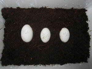静岡県産二ホンイシガメの卵3個　有精卵（食用としての出品です）