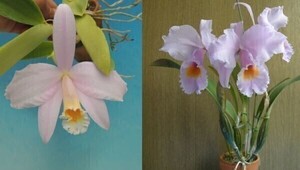 T♪洋蘭　Cattleya jongheana x schroederae`Emi