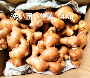 ☆　高知産☆☆　洗い 囲い生姜　　約　４Ｋｇ　　産地直送　　　☆