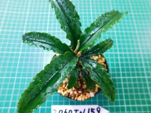 ◎2060TN159　 (自家栽培）水草　ブセファランドラ　Bucephalandra sp. ジャイアンベルベット②