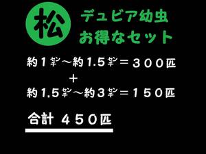 【マルマツファーム 〈養虫園〉】　合計４５０匹　(約１㌢～約１.５㌢＝３００匹 ＋ 約１.５㌢～約３㌢＝１５０匹 )　デュビア 幼虫