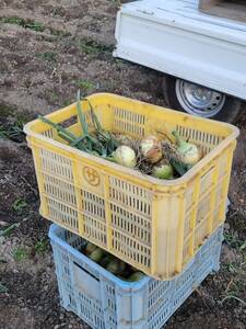 【甘さ際立つ】淡路島から新鮮な玉ねぎ！美味しさ長持ち10kg 逸品