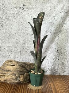 【現品】ビルベルギア・ブラックビューティー Billbergia Black Beauty