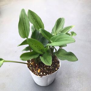 【送料無料】ドリミオプシス g　Drimiopsis　斑入り 球根　観葉 植物　まとめ売り　お買い得 おまけつき ピクミンのような可愛い植物す