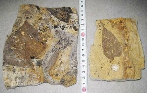 日本の化石　岐阜県土岐市の植物/葉っぱ化石　２個セット