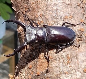 [VIGOROUS]マンディブラリスフタマタクワガタ成虫オス2頭