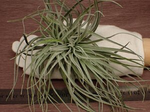 Tillandsia 