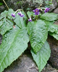 山野草　イワタバコ（岩煙草）、10株。紫色の星形の花。5！