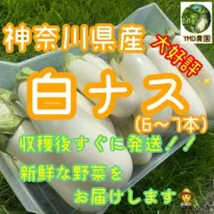 神奈川県産　白ナス　トルコナス　野菜　茄子　白茄子　なす　野菜詰め合わせ　夏野菜