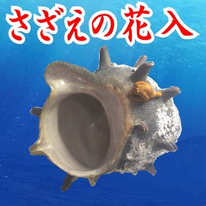 ■本物？そっくり！【さざえの置物】堀口五明笑 氏作　□検索：カエル陶彫　陶芸家　オブジェ　置物