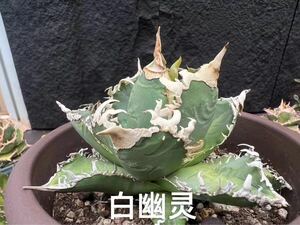 【FJ Agave】k31アガベ 白幽靈 多肉植物 極上子株