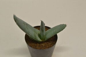 アロエ　ペトリコーラ　ALOE petricola