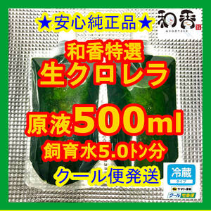 クール便★和香特選生クロレラ500ml★即日発送★ミジンコめだか金魚らんちゅうの餌 針子稚魚の青水作 ワムシゾウリムシ生餌ミドリムシ