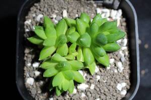 レディ　Haworthia　ハオルチア