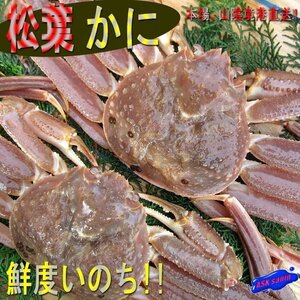 3箱、蟹の王様「活、松葉蟹/2尾で1kg」特選品/山陰境港、直送!!