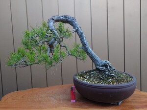 盆栽　赤松　樹高35cm