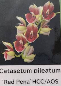 【北軽ガーデン】＊熱帯植物＊Catasetum pileatum`Red Pena`＊洋ラン原種＊カタセタム　ピレアタム＊入賞花＊タケノコ系＊コロンビア原産＊