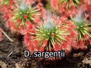 ■食虫植物/モウセンゴケ/ピグミードロセラ D.sargentii のムカゴ