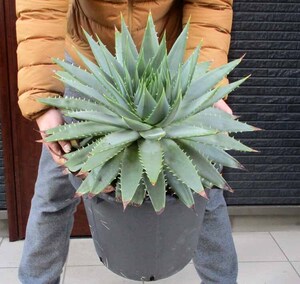 【現品】渦巻きアロエ　アロエ・ポリフェラ（Aloe Polyphylla）11号　8A番