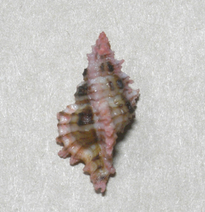 貝の標本 Chicoreus dodongi 24mm.