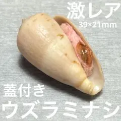 激レア　南アフリカ産　蓋付き　ウズラミナシ