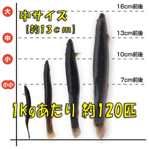 【活どじょう】中１kg(約13cm・平均120匹)　泥鰌・食用・活き餌・釣り餌・生餌・熱帯魚・古代魚のエサにはドジョウ☆えさ・川魚・淡水魚