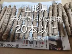 山形産　たらの芽原木　20本以上　水耕栽培　山菜　春野菜　自家菜園