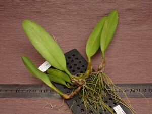 Bulbophyllum medusae バルボフィラム・メデューサエ 718●ラン苗