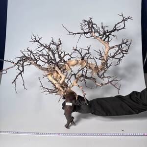 454 Commiphora kataf pure コミフォラ カタフ ピュア　ベアルート株