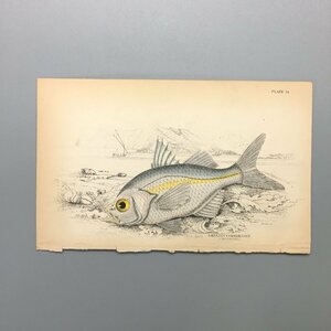 『ambassis comersi』　手彩色銅版画　16x10cm　博物画　スズキ類　魚類　タカサゴイシモチ