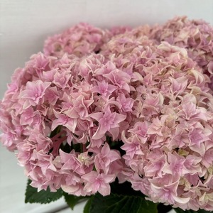 ●アジサイ●【花終わり】　ユーミーパーフェクション　あじさい　紫陽花　5号鉢　鉢植えアジサイ