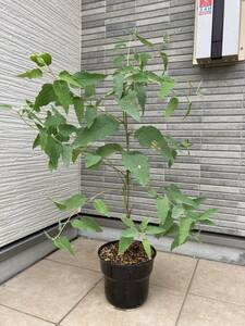 超レアユーカリ★大株★美樹形『レモンユーカリEucalyptus citriodora』の植木　樹高約８６ｃｍ（鉢底から）在庫１本限り