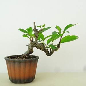 盆栽 海棠 樹高 約7cm かいどう Malus micromalus カイドウ バラ科 落葉樹 観賞用 小品 現品