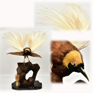 希少極品 伝説の鳥 極楽鳥 フウチョウ 剥製置物 状態良好 全体の高さ約57cm